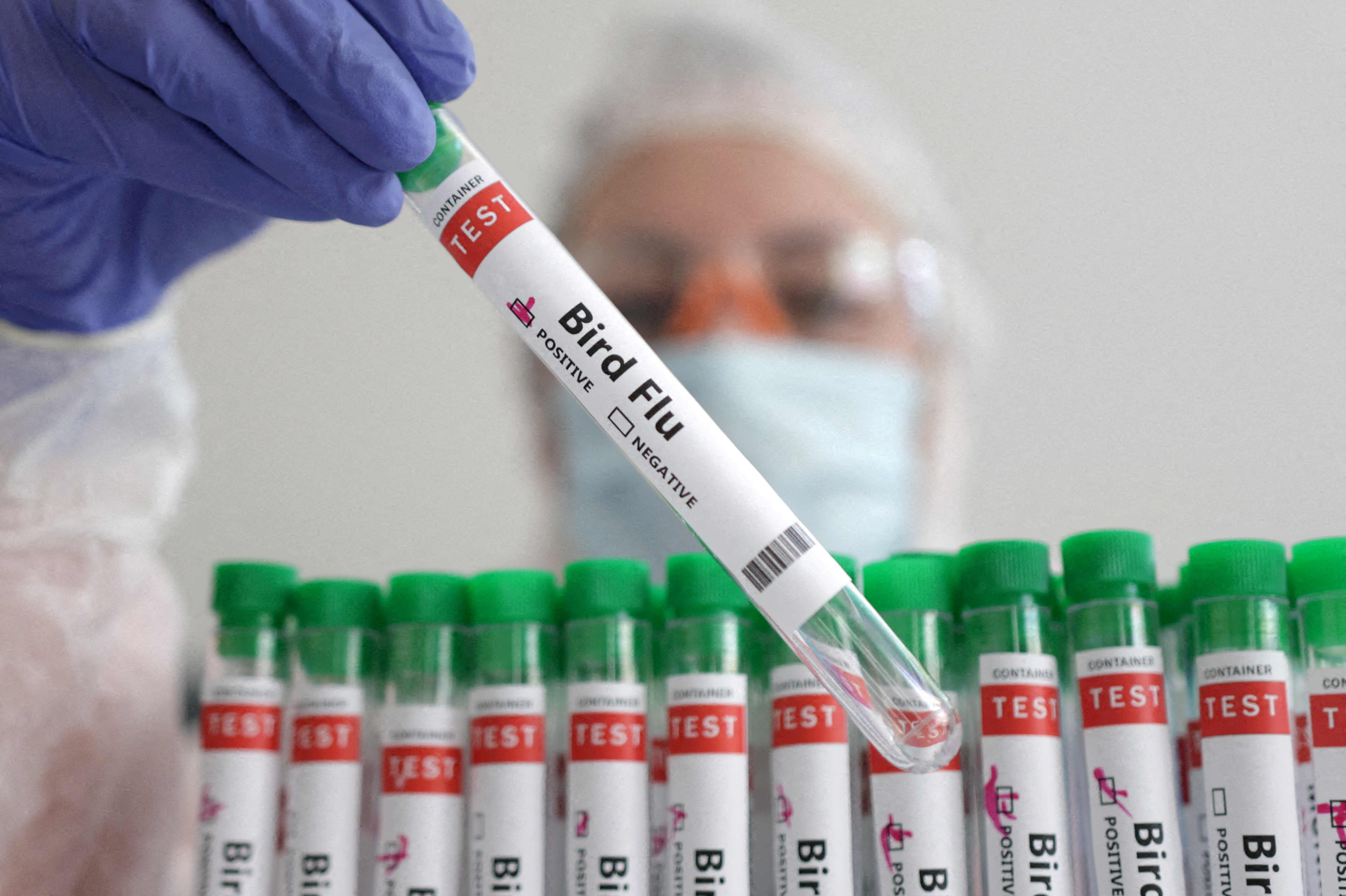 UK detects first case of bird flu in sheep, stoking fears of spread