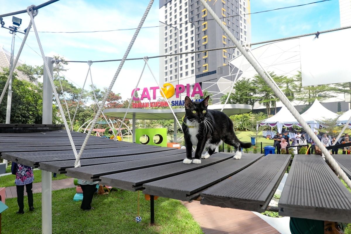 猫咪友善公园太迷人   连假吸引主人来溜猫