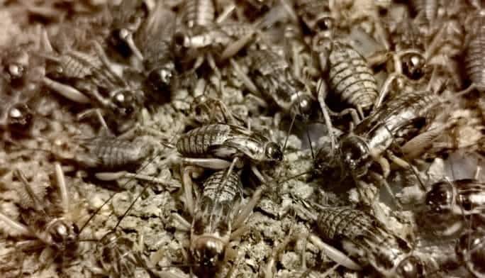 Singapura lulus 16 spesies serangga untuk dimakan termasuk cengkerik