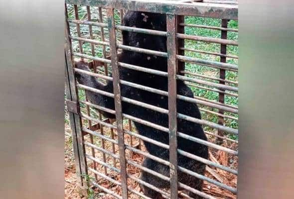 野生动物局在日里捕获马来熊