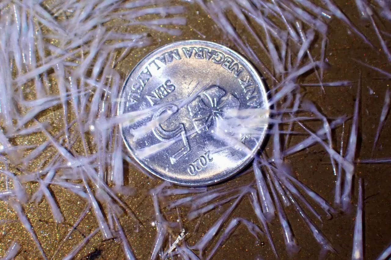 柔渔业局警告：丰盛港现危险螺类