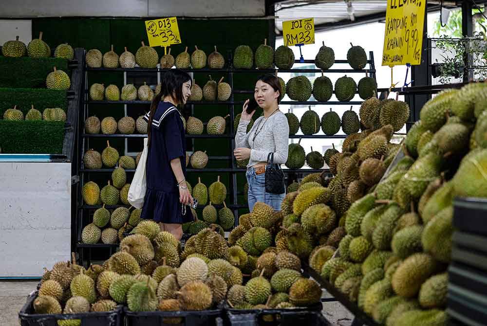 Lebih 400 pengusaha durian rugi puluhan ribu ringgit akibat haiwan perosak