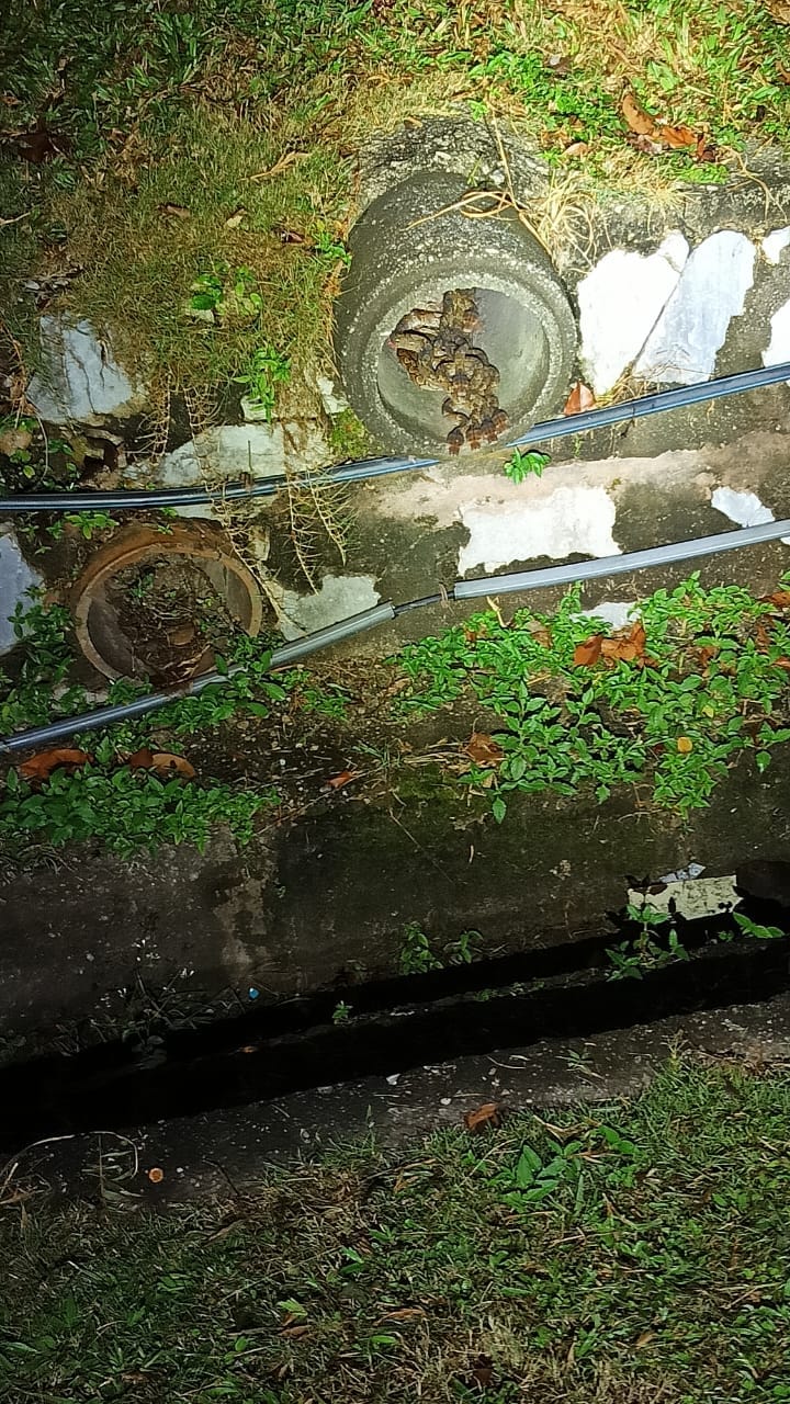 Nearly 30 pythons caught in drain near Shah Alam eatery