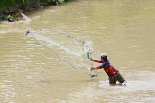 State offers RM1 for every kilogram of Pleco caught
