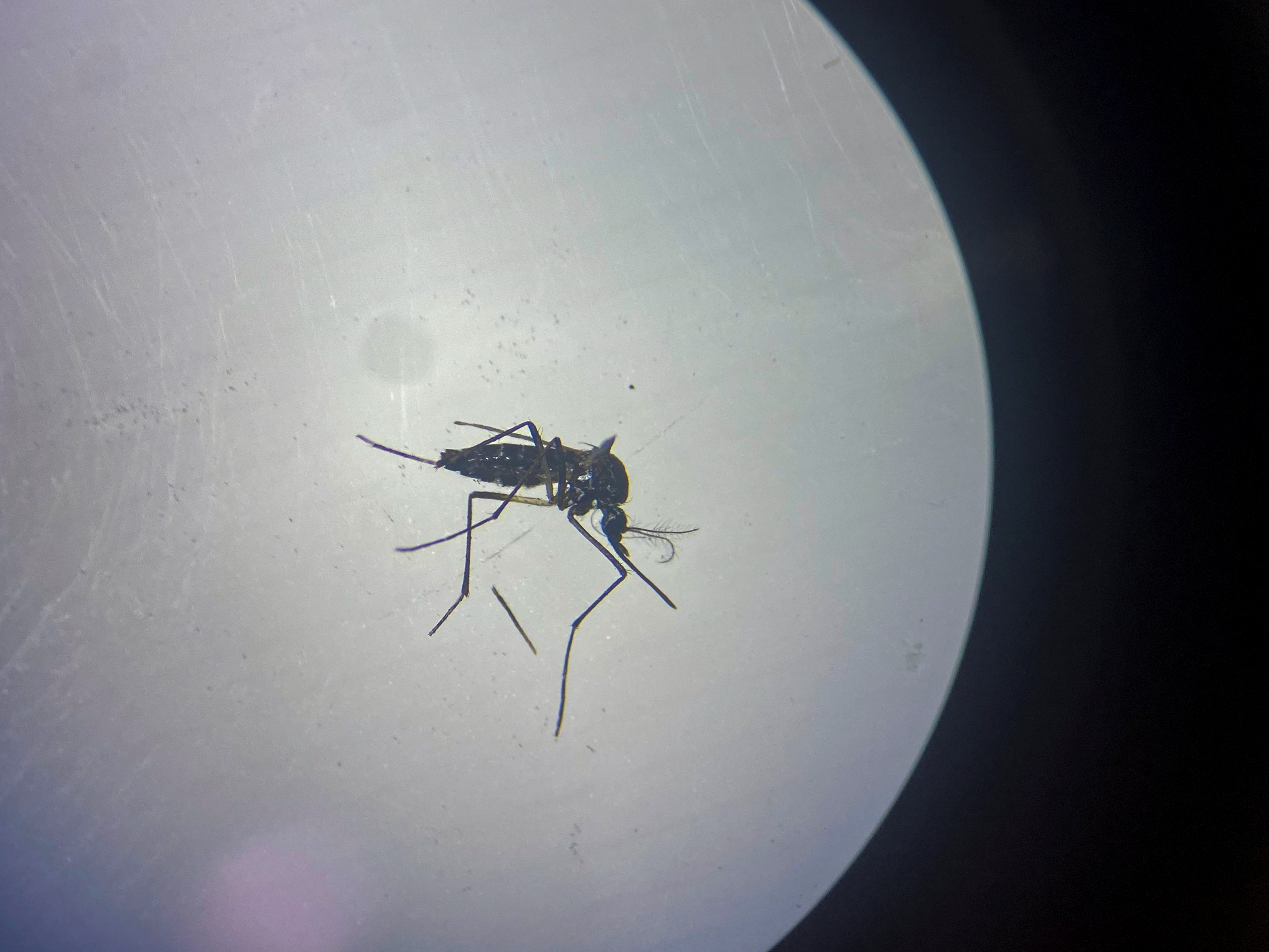 Selangor lowers dengue case toll with coordinated action — Exco