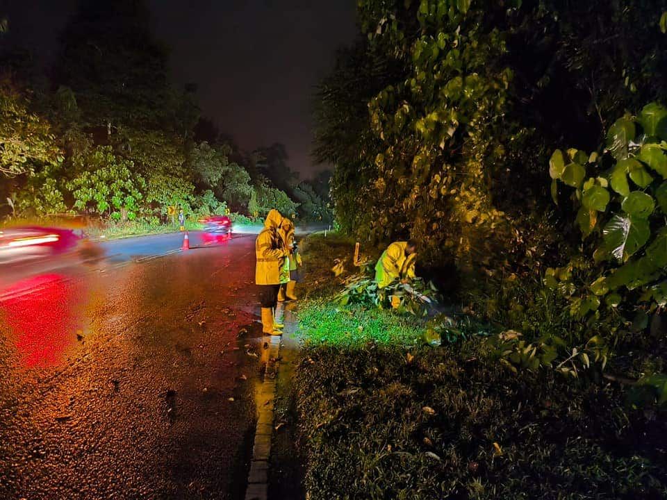 新古毛两路段午夜树倒    及时清理无伤亡事故