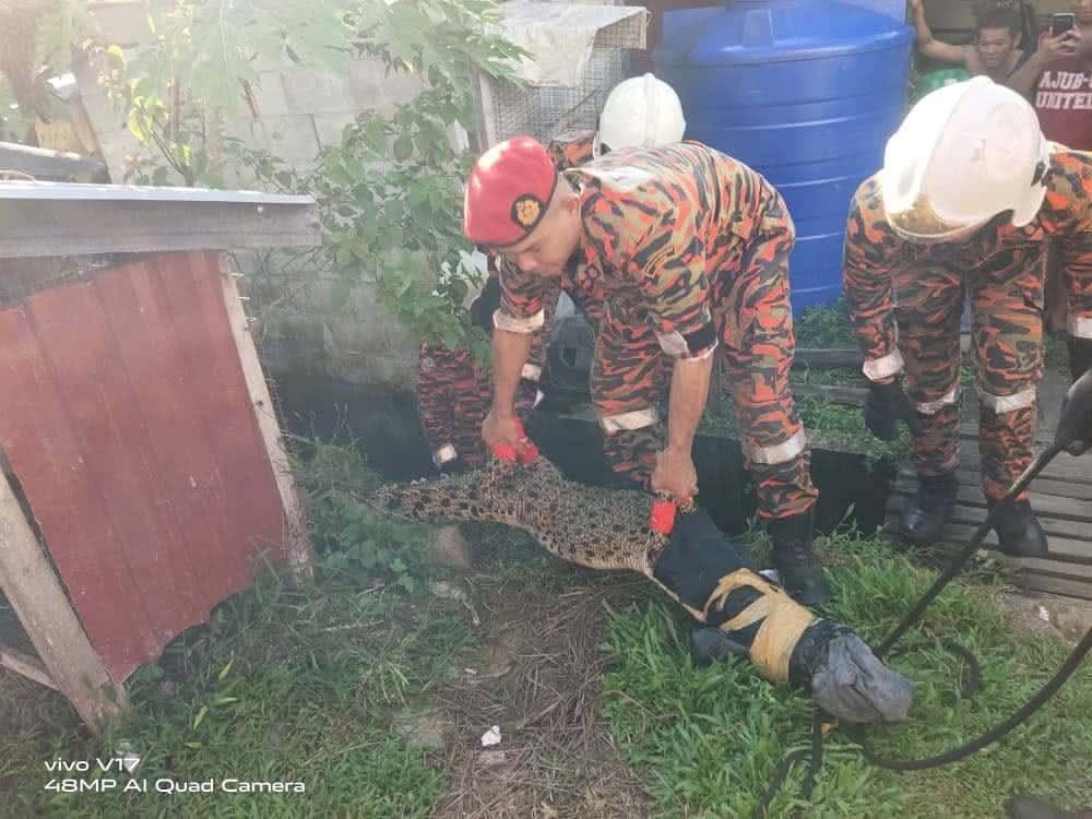 排水沟现鳄鱼被捕抓