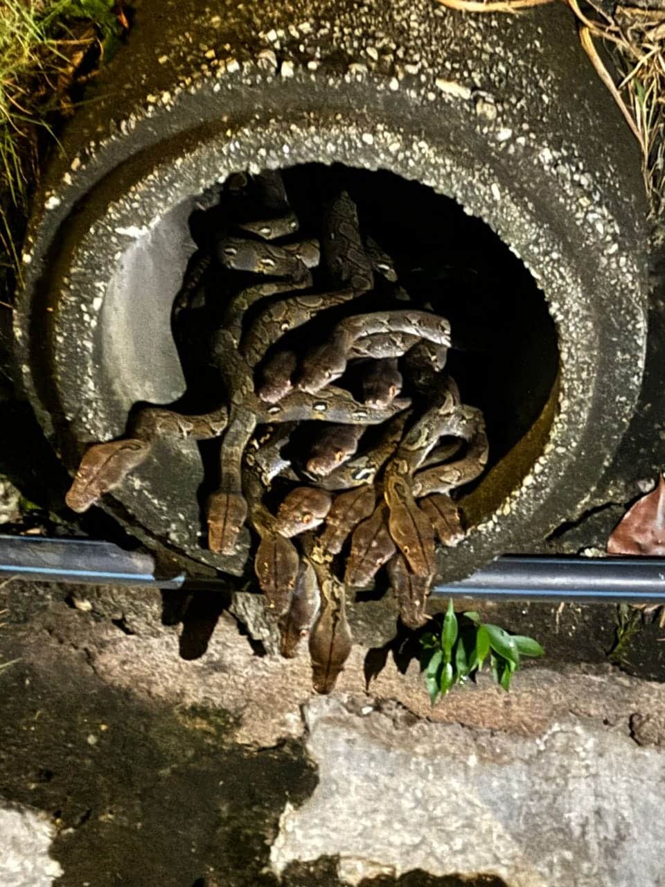 Induk, 28 anak ular sawa ditangkap dalam longkang restoran di Shah Alam