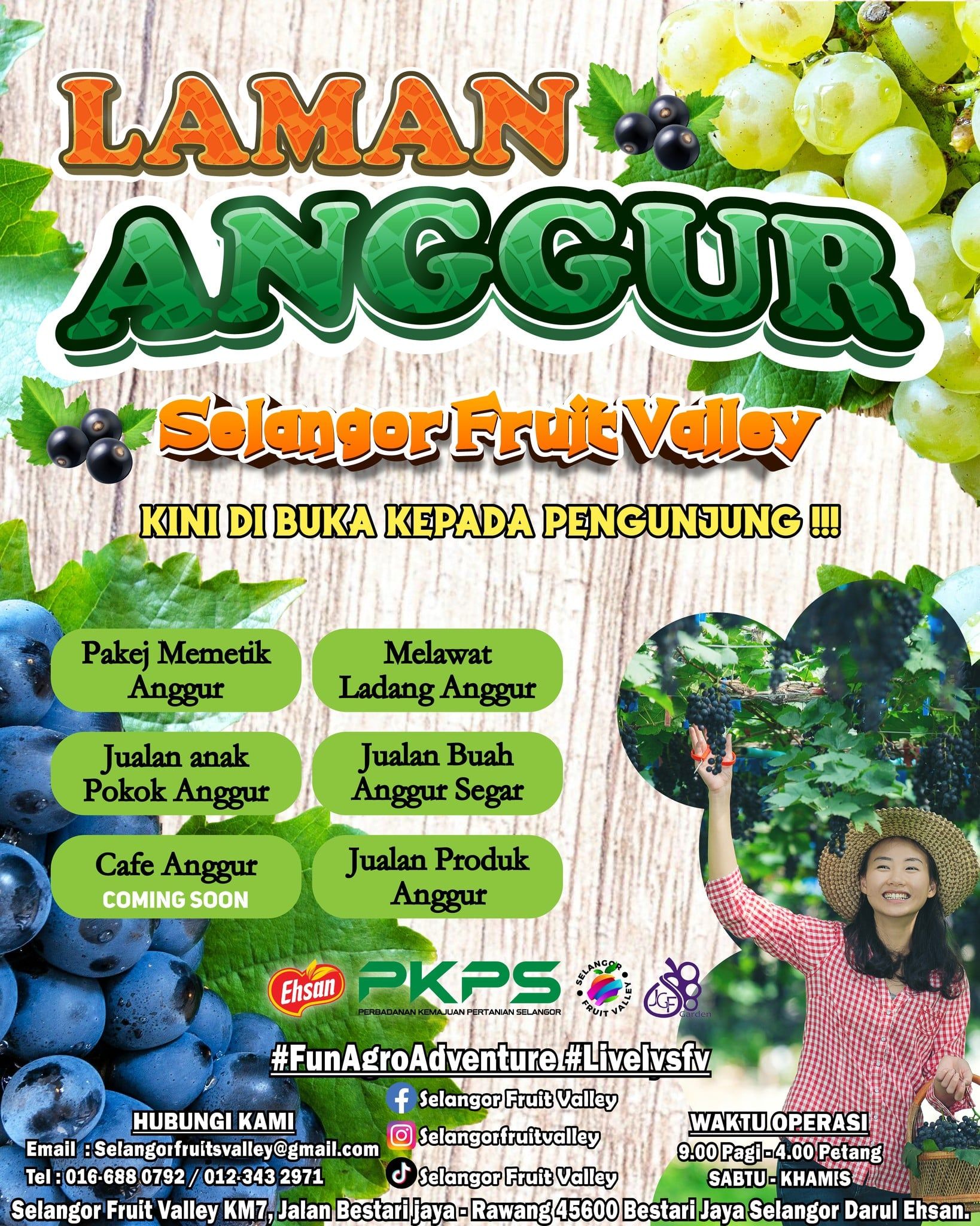 雪水果谷新增葡萄采摘     等你来体验！