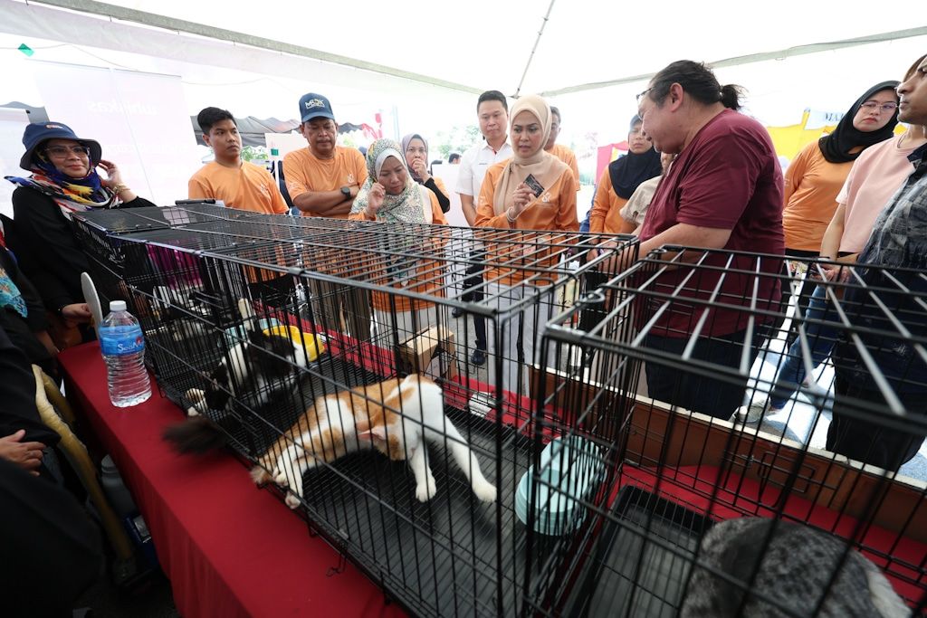 想领养可爱健康的猫咪吗？ 欢迎到武吉拉惹镇猫公园