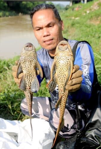 State offers RM1 for every kilogram of Pleco caught