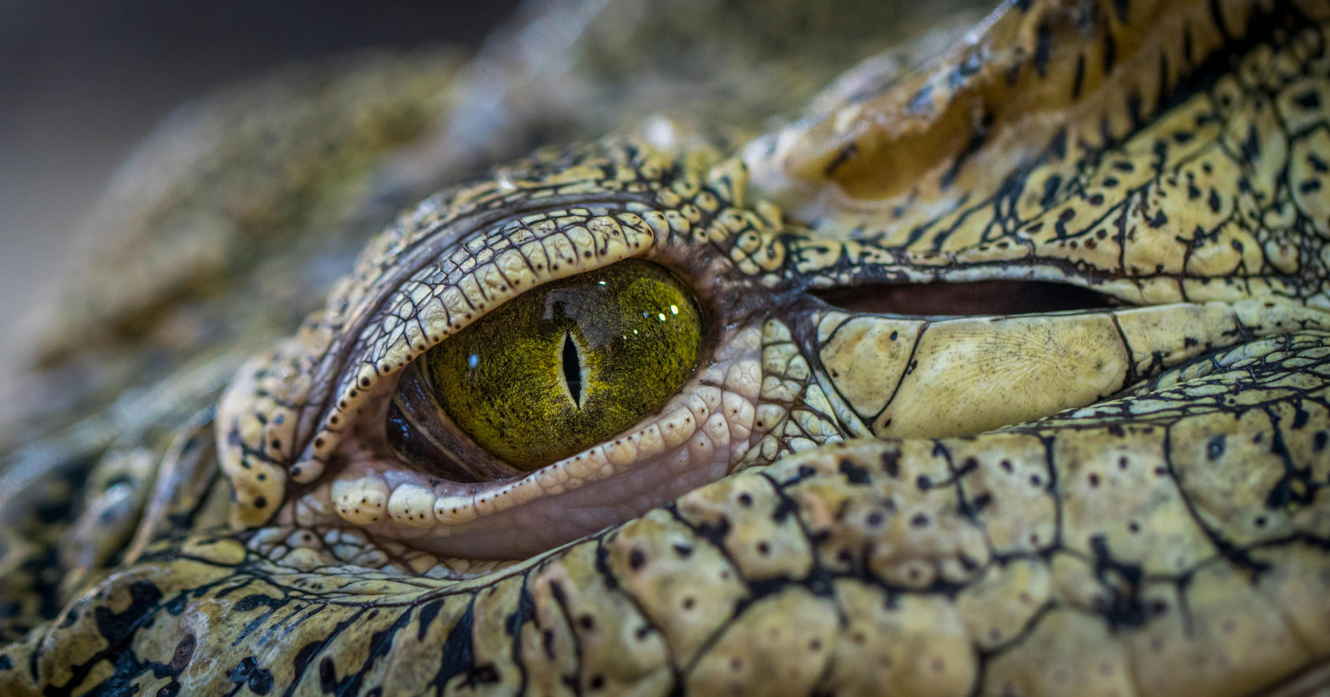 Shah Alam Lake’s newest resident? Public warned after crocodile sighting