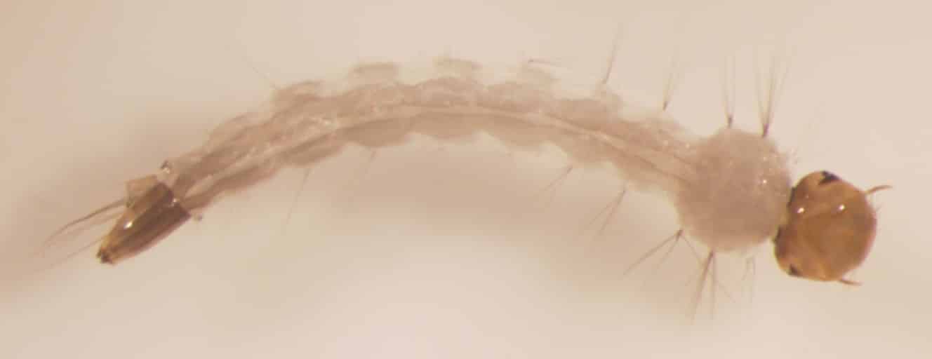 Climate change among factors affecting breeding of Aedes mosquito — Minister