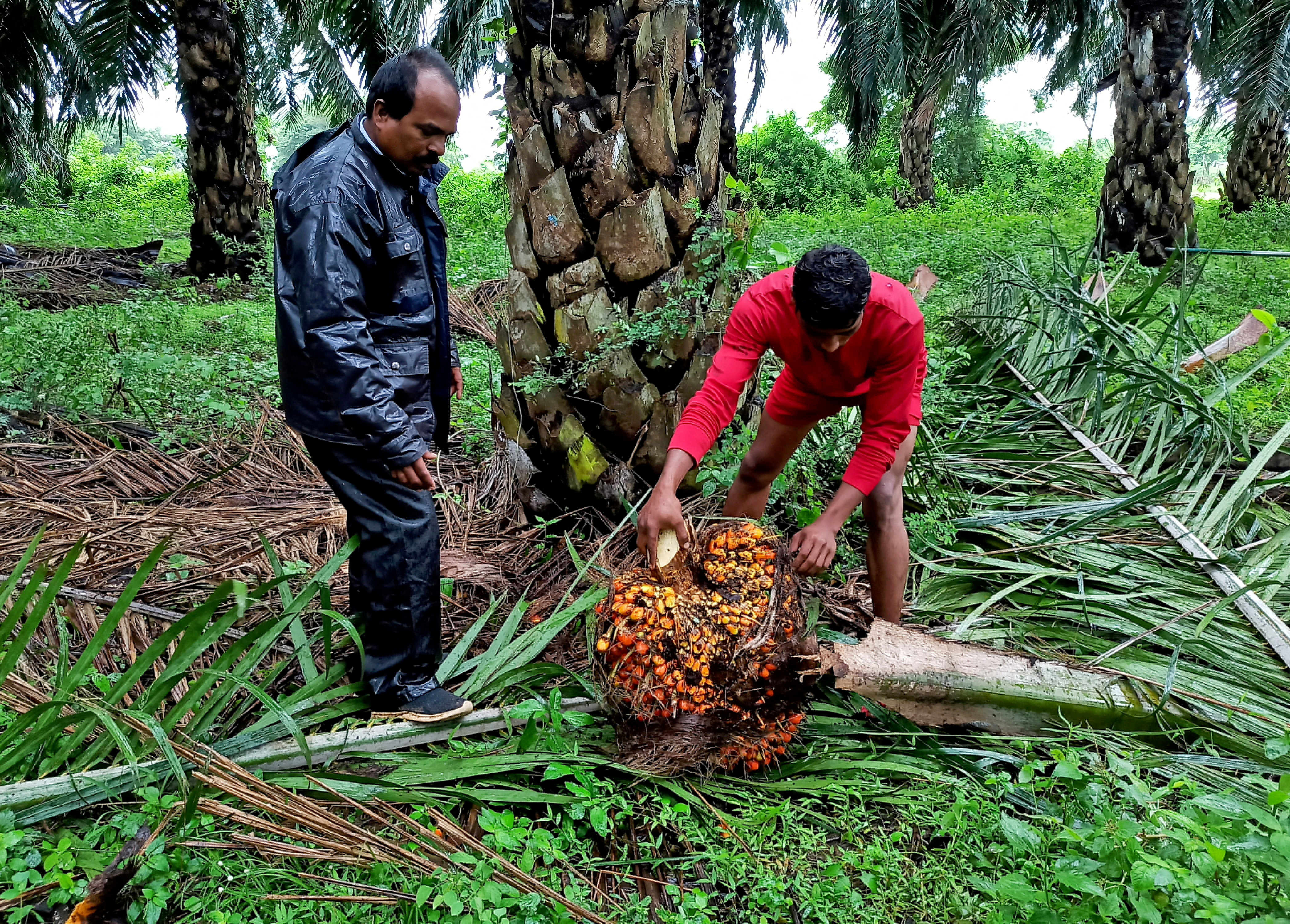 Indian refiners cancel palm oil contracts on duty hike, price rise
