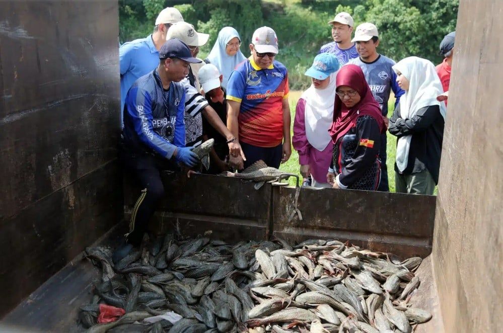 1令吉捕清道夫鱼计划本月再举办  州政府欢迎大家响应保护河流