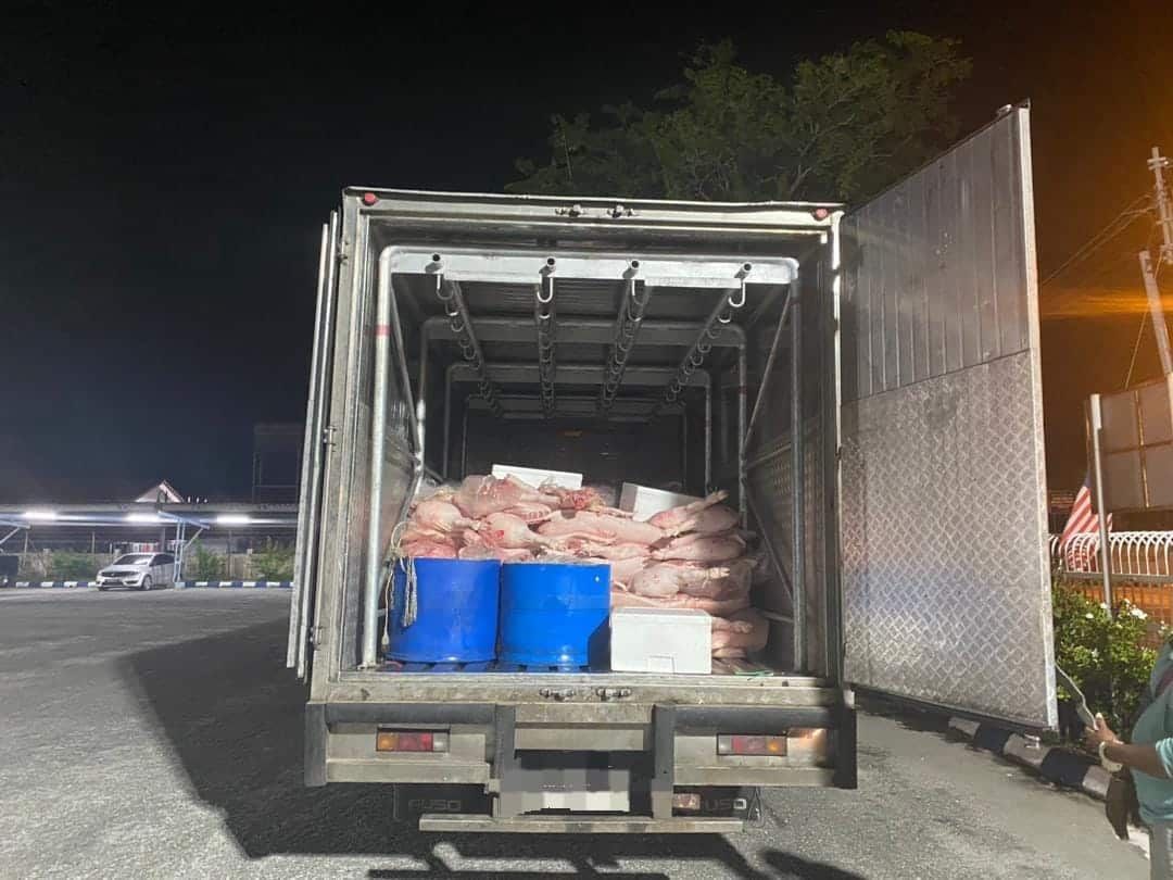 走私逾5000公斤生猪肉 司机半路被捕助查