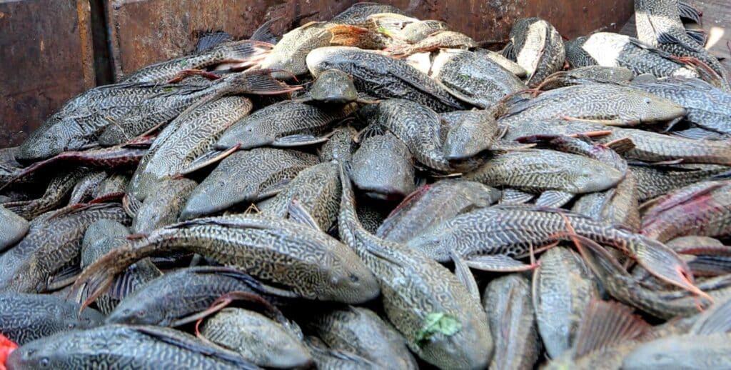 Lebih 2,000 kilogram ikan bandar raya ditangkap dalam tempoh lima hari