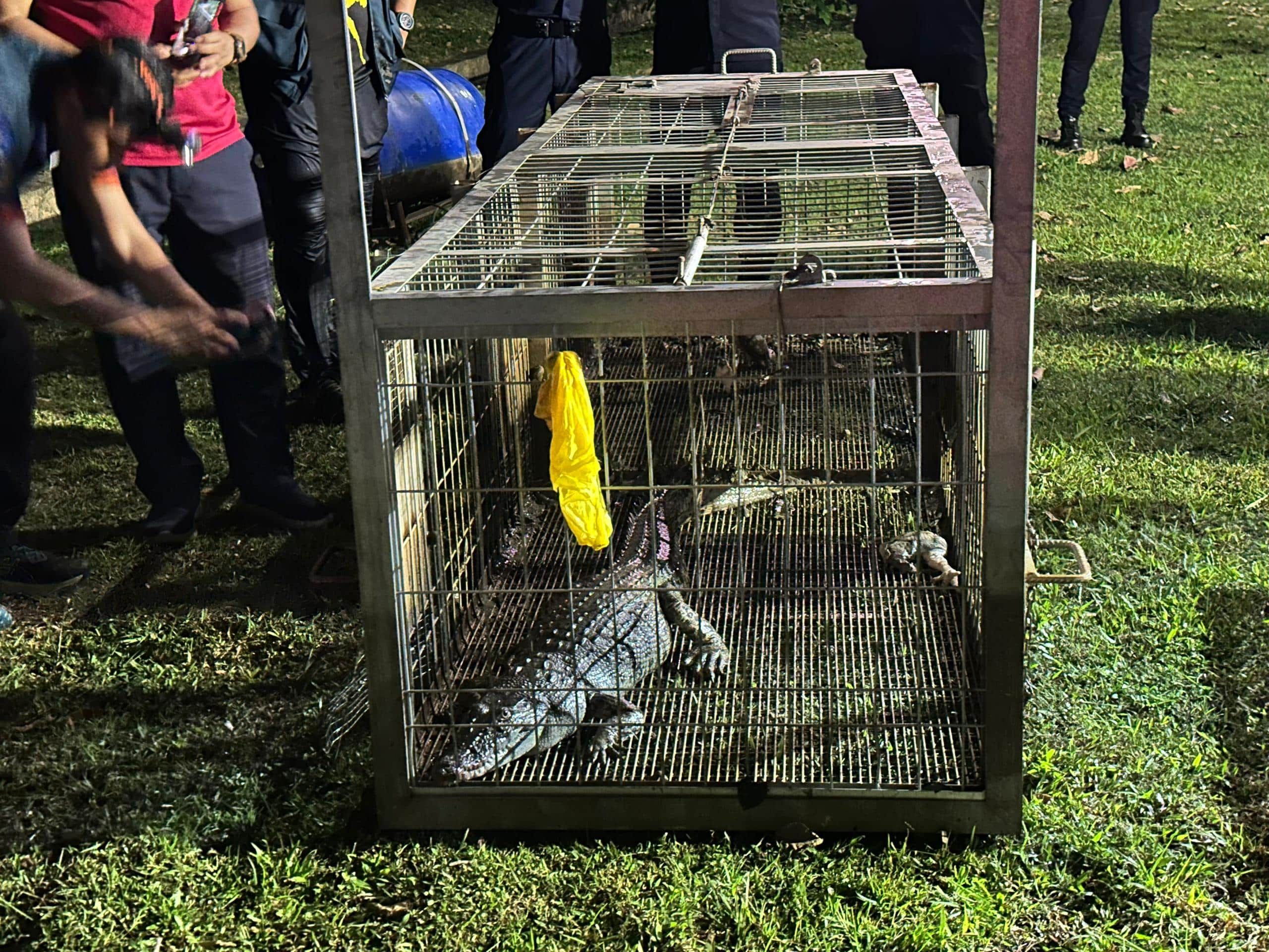 【莎阿南湖泊鳄鱼出没】鳄鱼送至湿地公园检查 才放生大自然