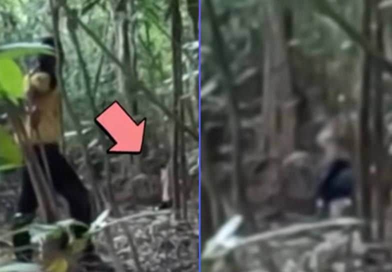 Dua lelaki didatangi harimau ketika asyik memancing di ladang kelapa sawit