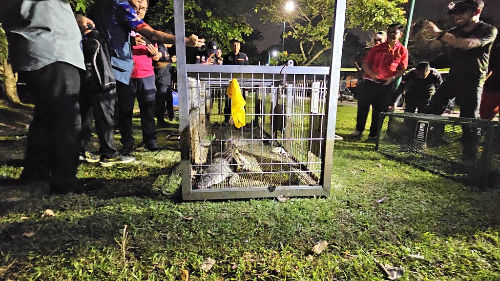 Crocodile in custody: Section 7 lake’s unexpected visitor captured