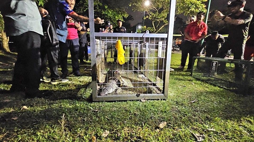 【莎阿南湖泊鳄鱼出没】1.5公尺长鳄鱼成功捕获！