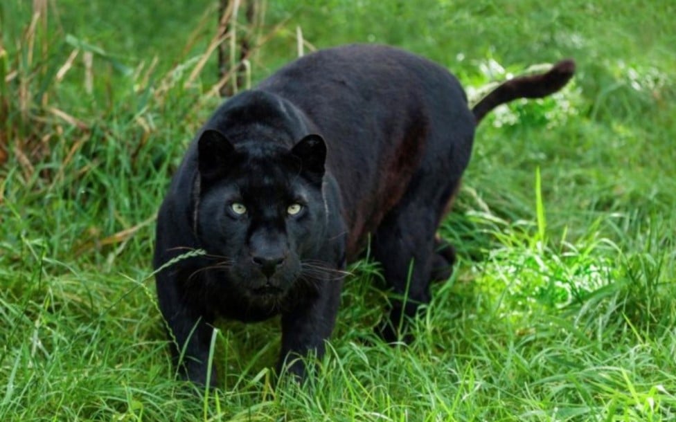 Enam kambing mati, penternak syak angkara harimau kumbang