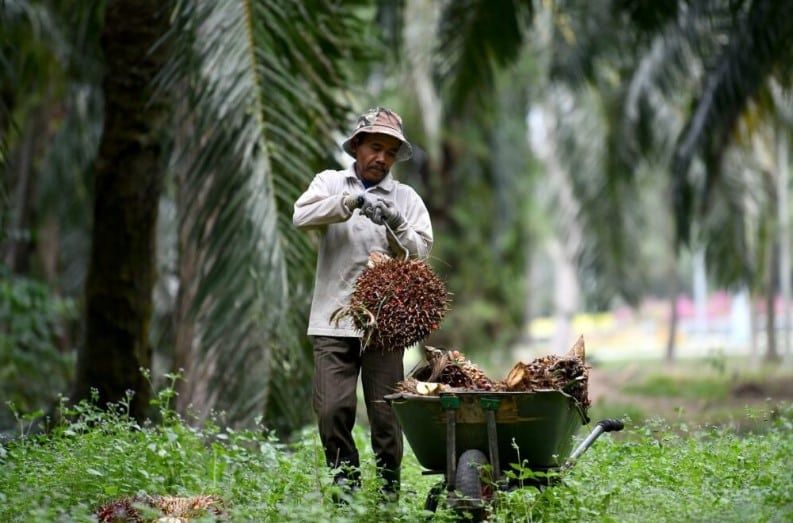 全球挑战影响马棕油产业  陈泓缣促以永续为核心价值