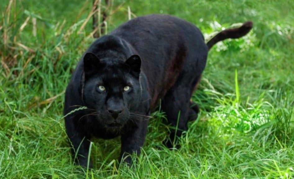 6只山羊疑似遭黑豹袭击  野生动物局设摄像头及陷阱