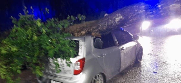 雪隆昨豪雨多树倒塌砸中车辆   其中33岁女司机受困获救