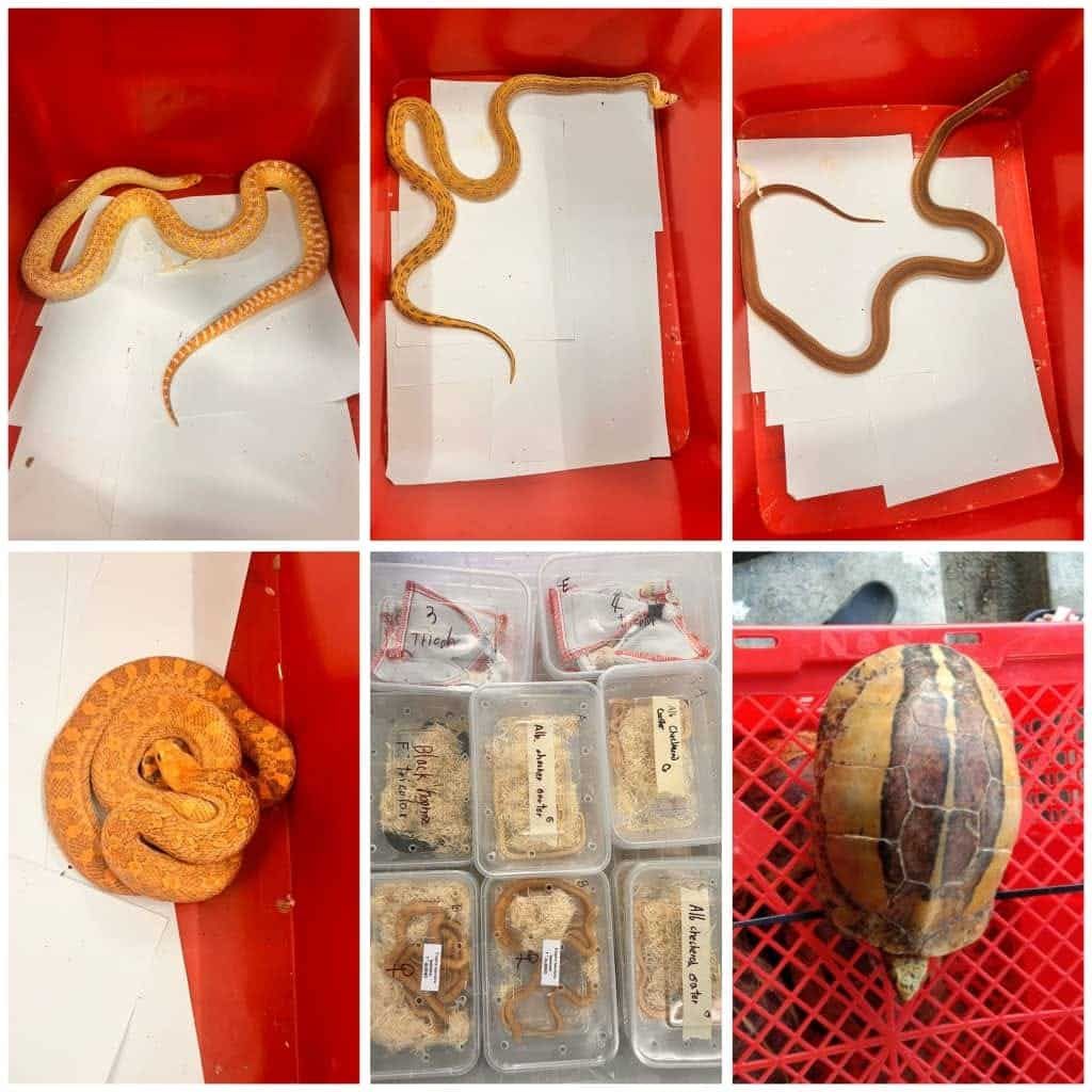 道北警方起获逾30万瓜行动物 疑售本地市场当宠物