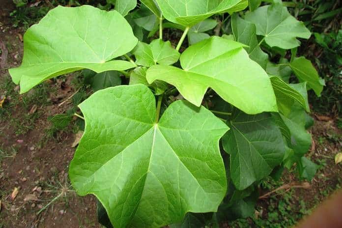 Warisan Melayu, bomoh sejati kuasai sains perubatan herba, akar kayu