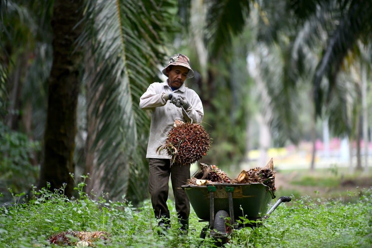 Palm oil stocks rise to highest in nearly two years