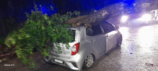 Pemandu wanita terselamat, pokok hempap kereta