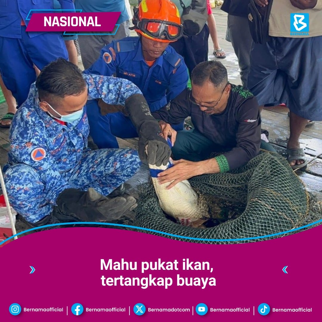 Nelayan pukat ikan, tertangkap buaya tersangkut dalam pukat