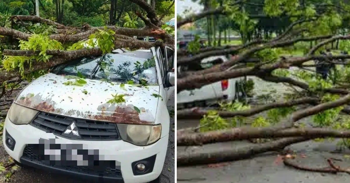 莎阿南遭强风暴雨袭击  树倒砸中车幸无人伤亡