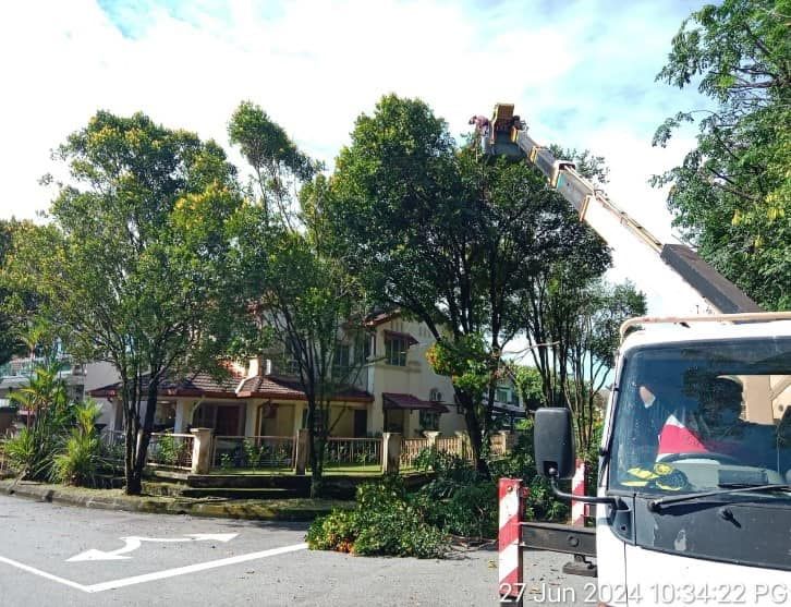 梳邦市厅修剪高风险树木  降低树倒风险保市民安全