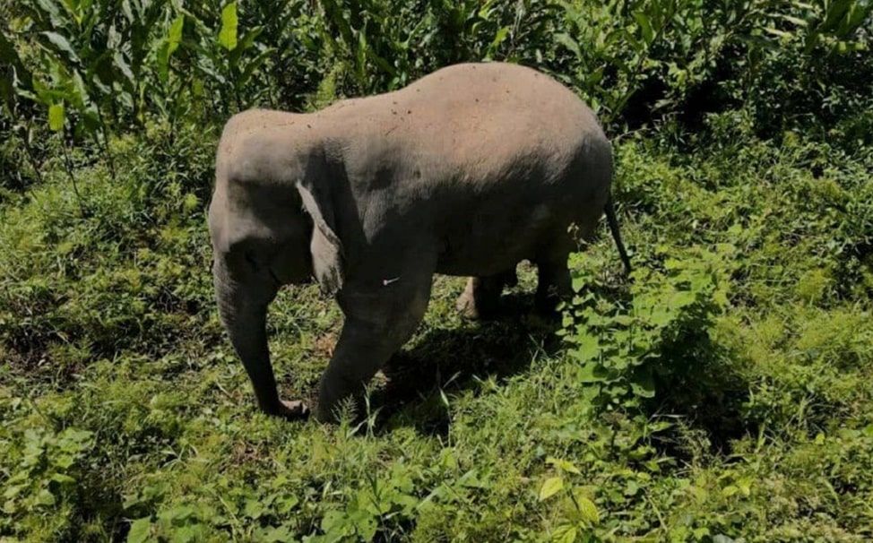 驾驶途中撞上过路小象   70岁老翁受伤.小象死亡