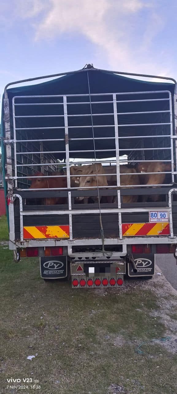 开罗里企图走私15头牛  遭普通行动部队识破被捕