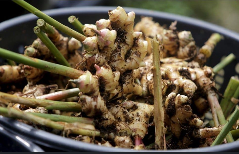 跨国公司每月需10集装箱生姜  副揆：姜种植可提高乡民收入