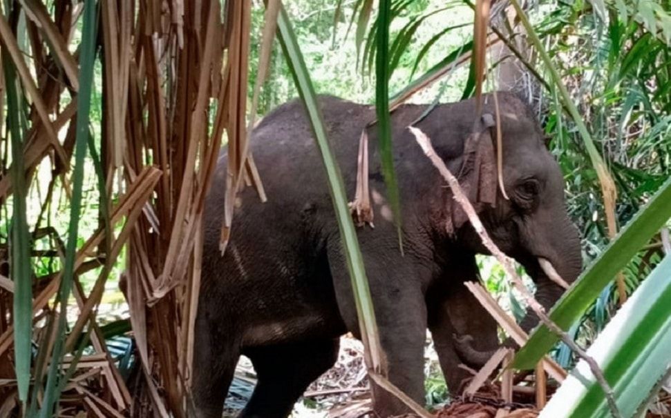 东铁沿线实施野生动物管理   确保动物安全及保护栖息地