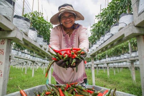 Lebih 6,000 sertai IPR, 40 peratus raih pendapatan lebih RM2,000 sebulan