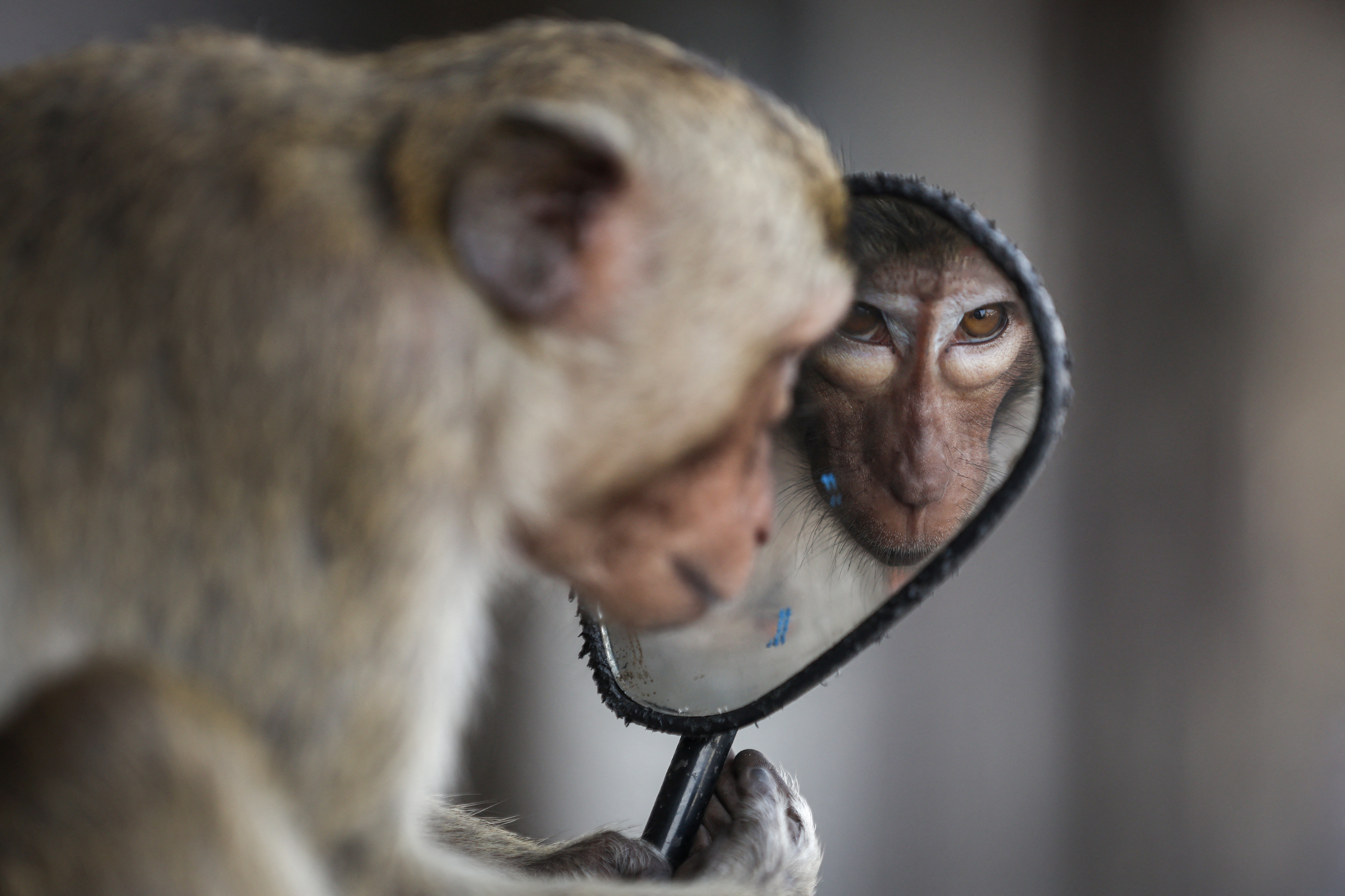 No more monkey mania in Thai town after clampdown