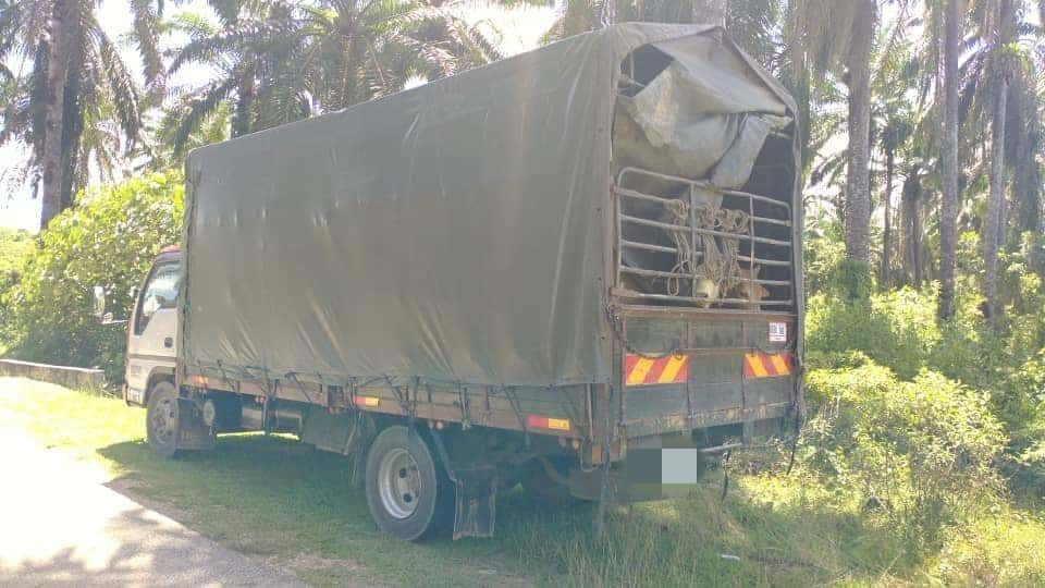 普通行动部队捣破  非法集团走私13头牛