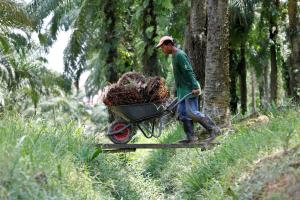 Almost 90 pct of oil palm plantations under MSPO cert scheme