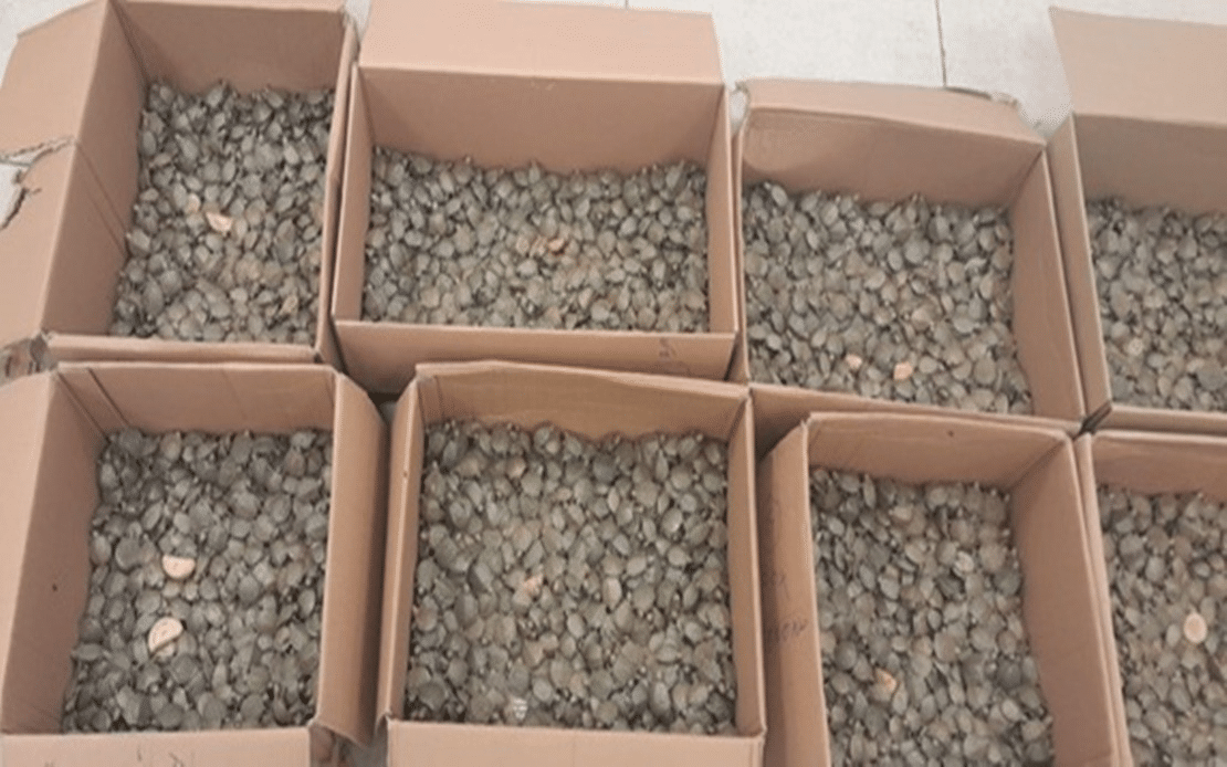 Attempt to smuggle 5,000 red-eared turtles from Malaysia foiled at India airport