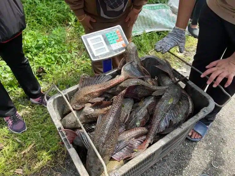 次捕捞清道夫鱼大受欢迎 至今捕获逾9吨入侵鱼种