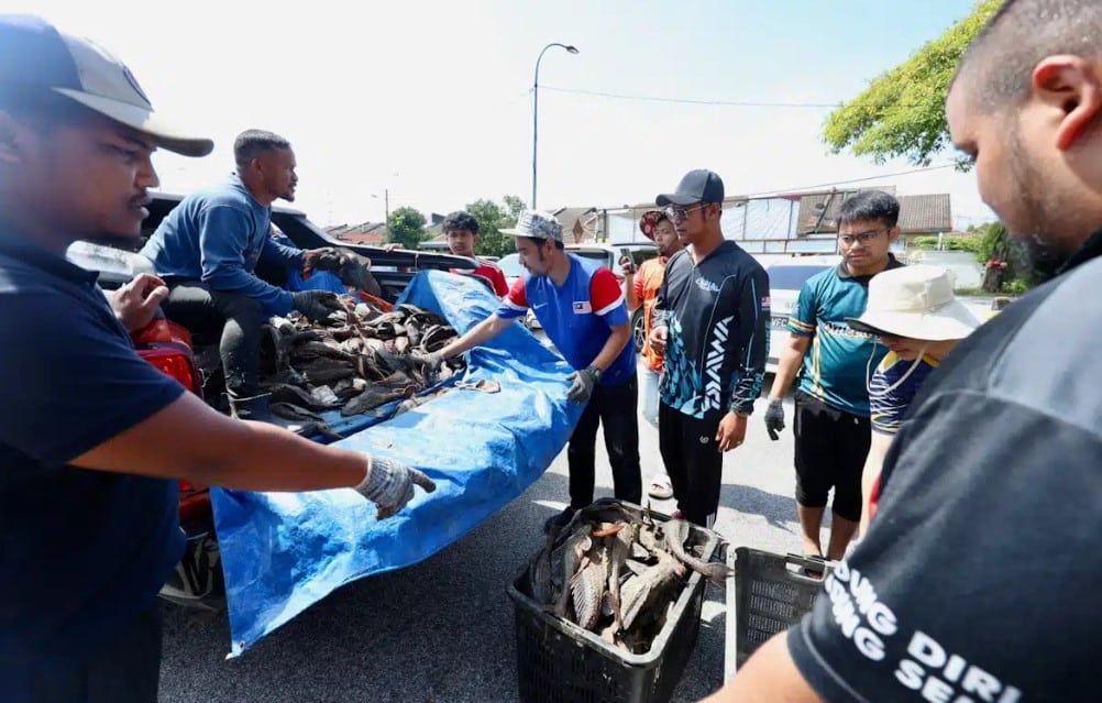 次系列已捕捉逾5吨清道夫鱼   捕捉组织有信心破10吨目标