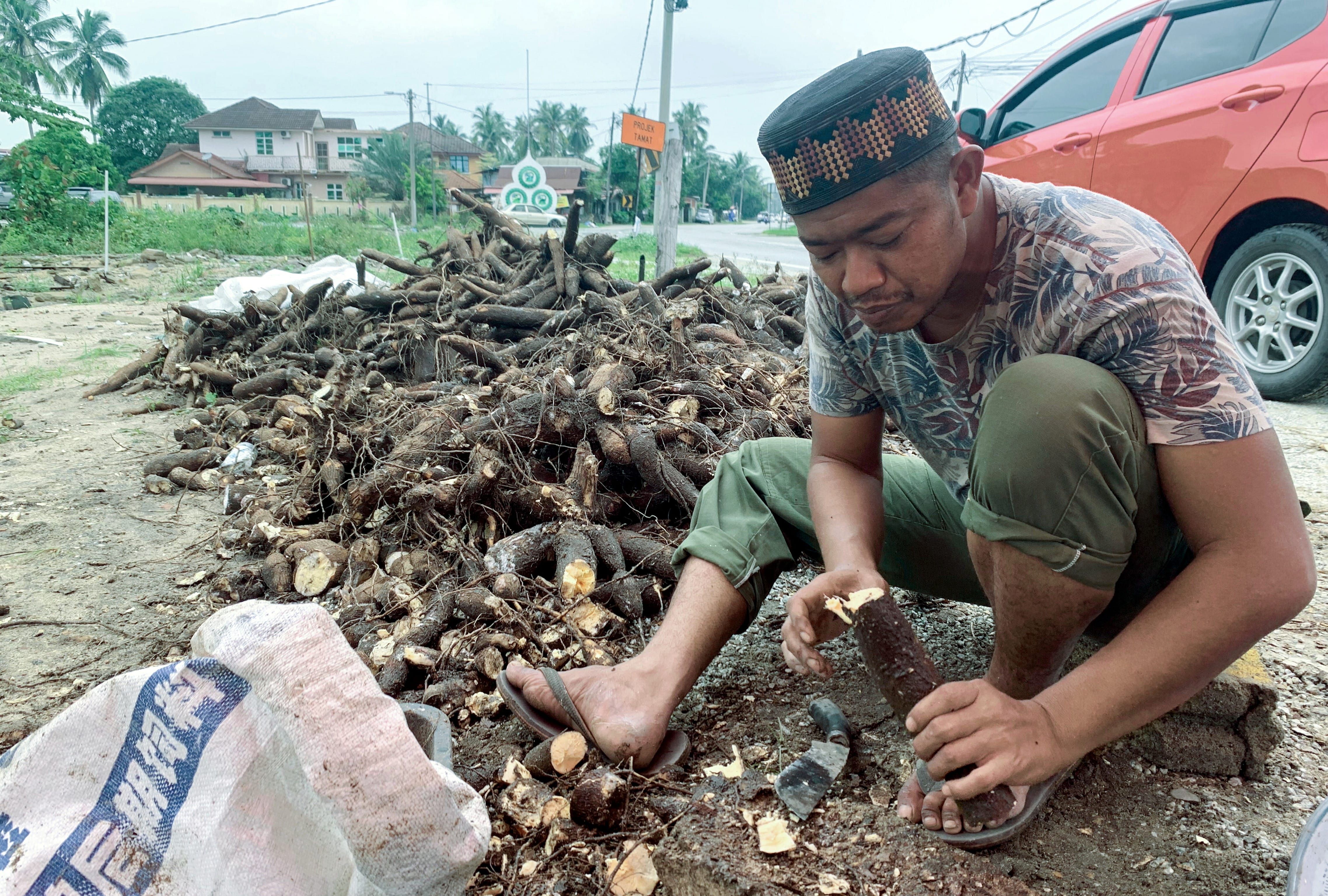 雨季木薯变大热食材 丹州男转行日售200公斤