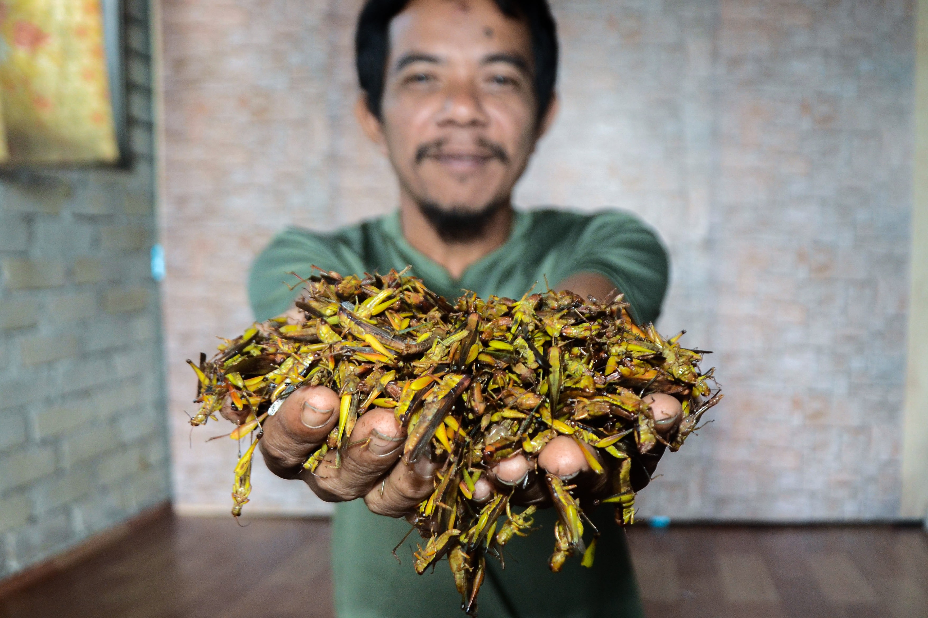Belalang padi sumber pendapatan sampingan pemotong rumput, pelanggan pelbagai negeri