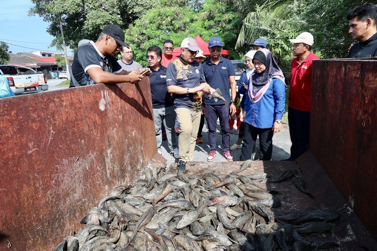 捕捞清道夫鱼计划反应热烈    雪州计划扩展消灭入侵鱼种